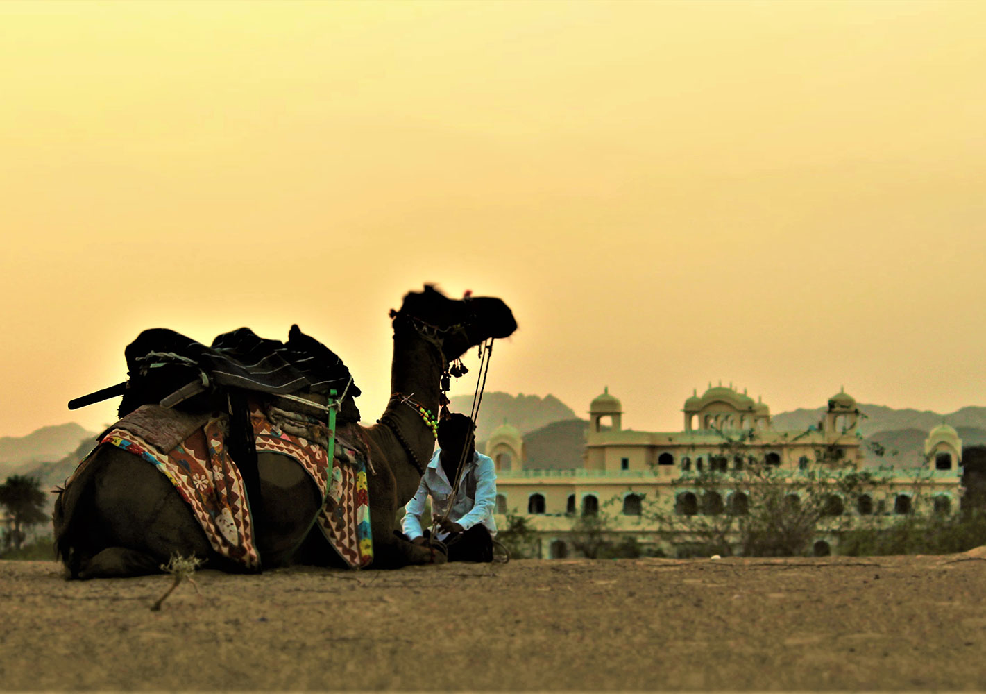 camel ride barmer